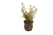 Rotala Colorata White  - Aquascape - Aquariumplanten
