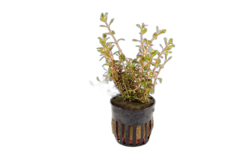 Rotala Colorata White  - Aquascape - Aquariumplanten