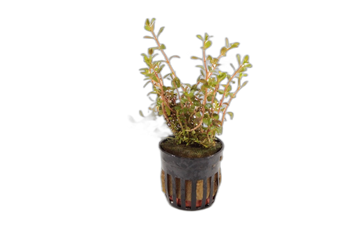Rotala Colorata White  - Aquascape - Aquariumplanten