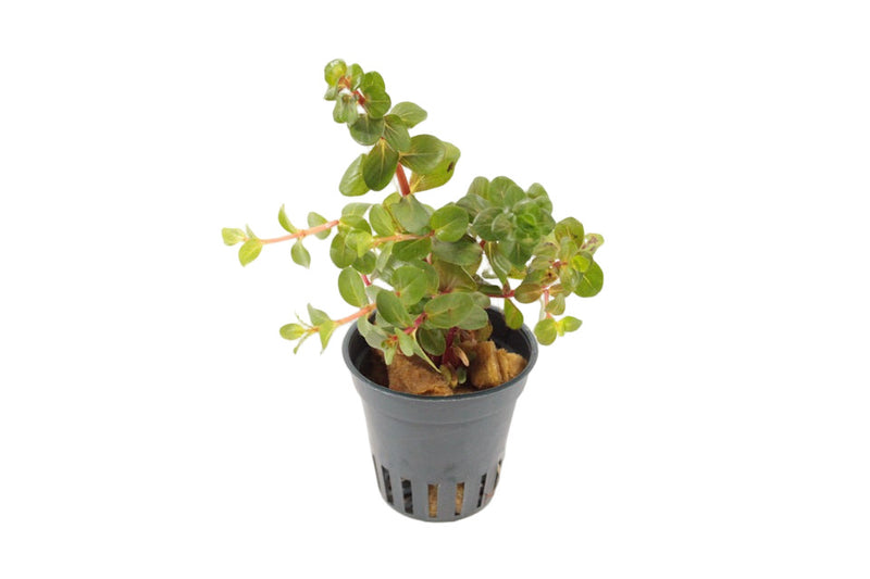 Rotala Rotundifolia 'Blood Red'  - Aquascape - Aquariumplanten