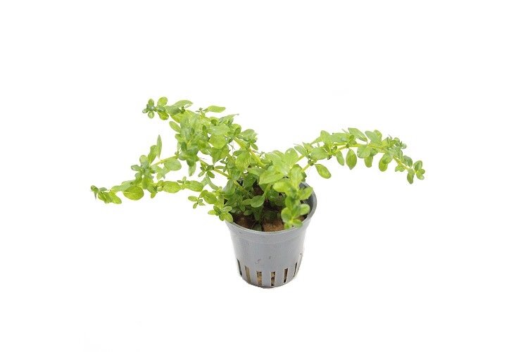 Rotala sp. 'Green' - Aquascape - Aquariumplanten