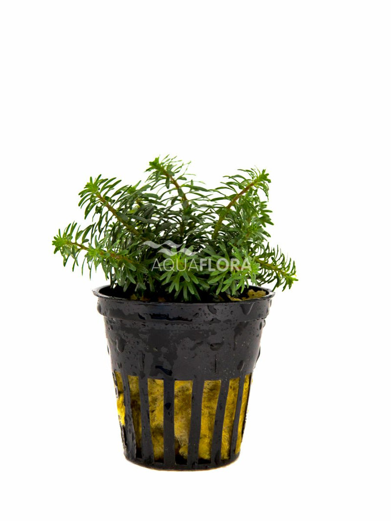 Rotala species Vietnam - Aquascape - Aquariumplanten