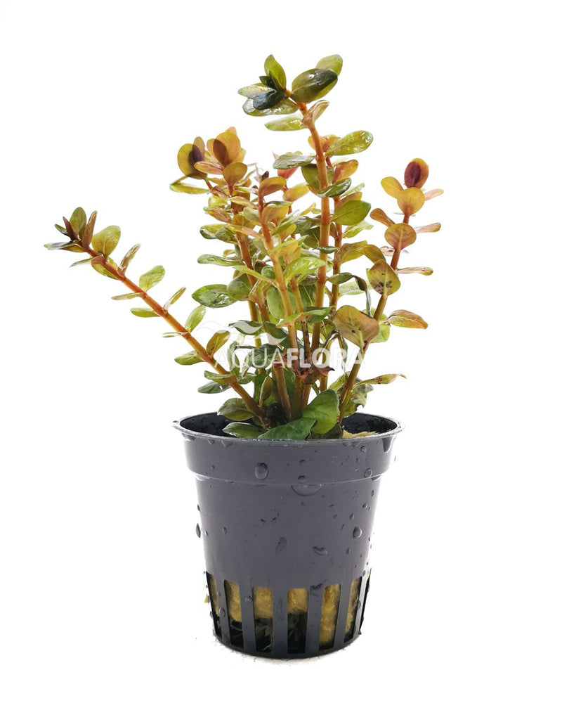 Rotala species 'Yao Yai' - Aquascape - Aquariumplanten