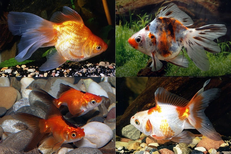 Ryukin Mixed 5/6 cm