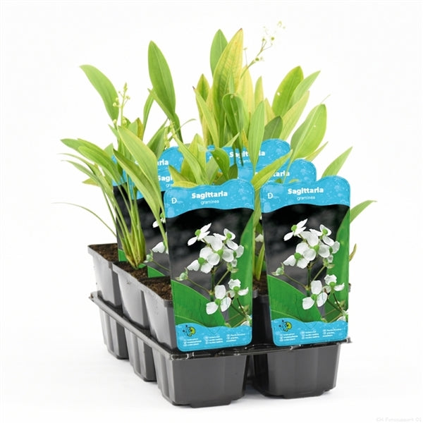Sagittaria Graminea