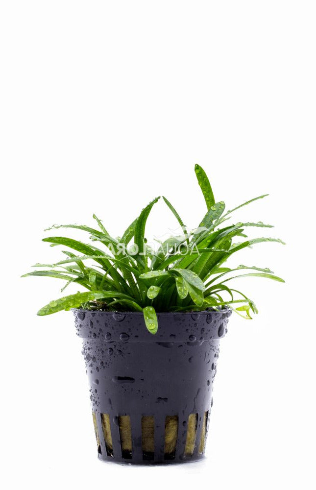 Sagittaria Teres - Aquascape - Aquariumplanten