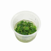 Schismatoglottis Prietoi - In Vitro