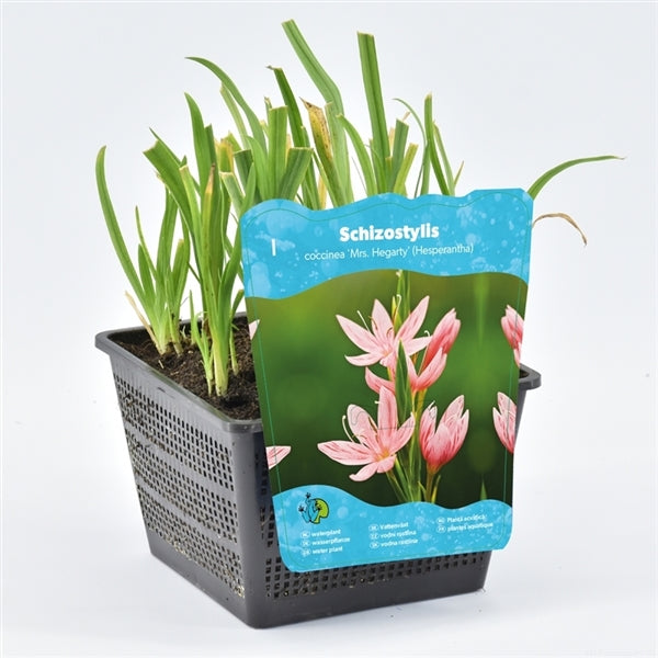 Schizostylis Coccinea Mrs. Hegarty