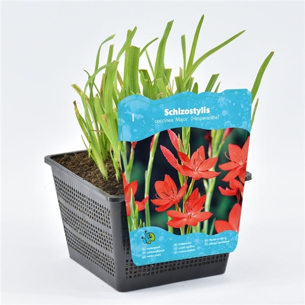 Schizostylis Coccinea Major