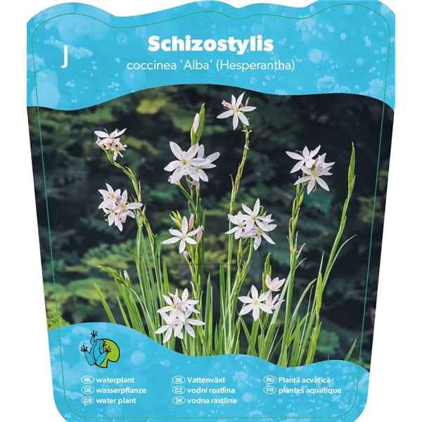 Schizostylis Coccinea Alba