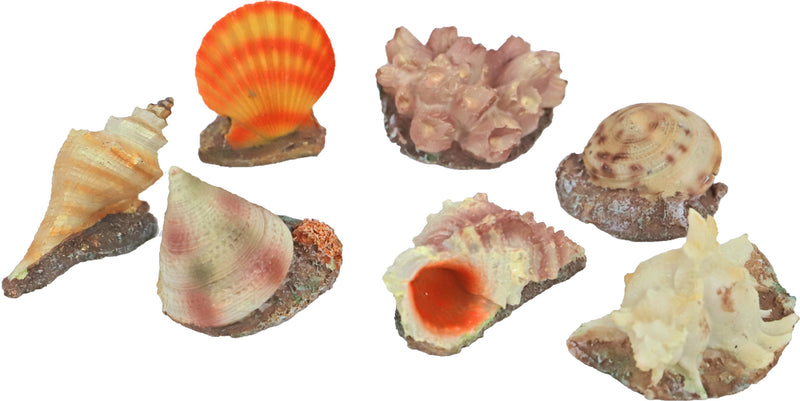 Seashell 7 cm