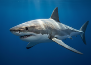 Shark magnet