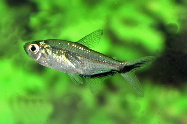 Signaalstreepzalm - Moenkhausia Costae - Aquariumvissen