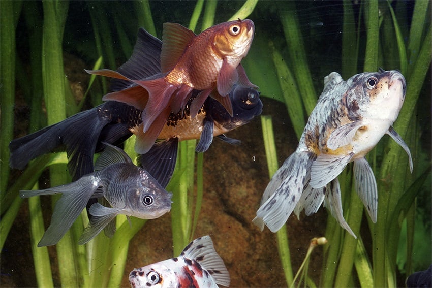 Sluierstaart Mixed 5/6 cm