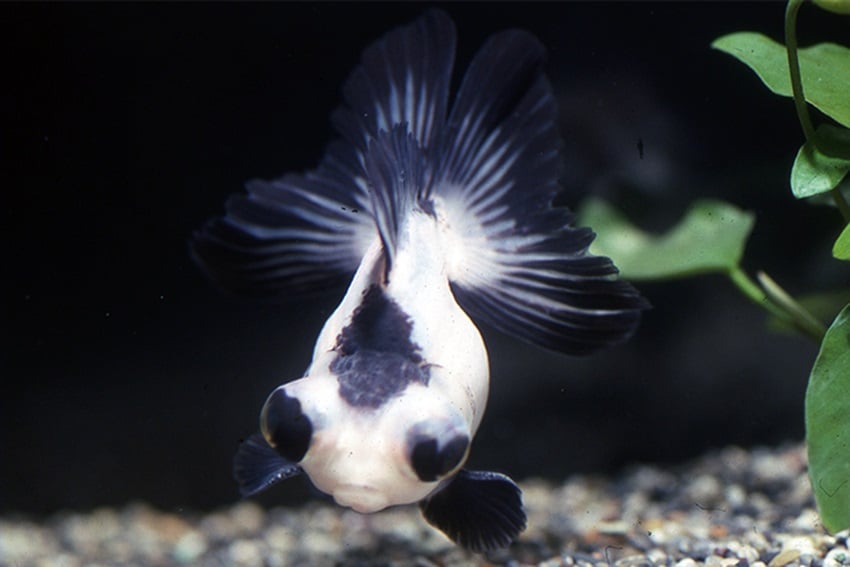 Panda Fantail Goldfish 5-6cm | Black & White Goldfish | Cold Water ...