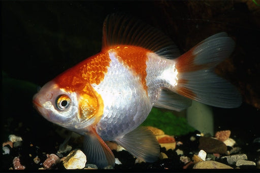 Sluierstaart Rood-Wit 5/6 cm