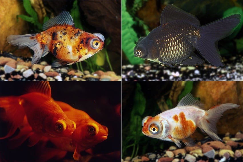 Sluierstaart Telescoop 6/7 cm