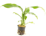 Spathiphyllum Wallisii
