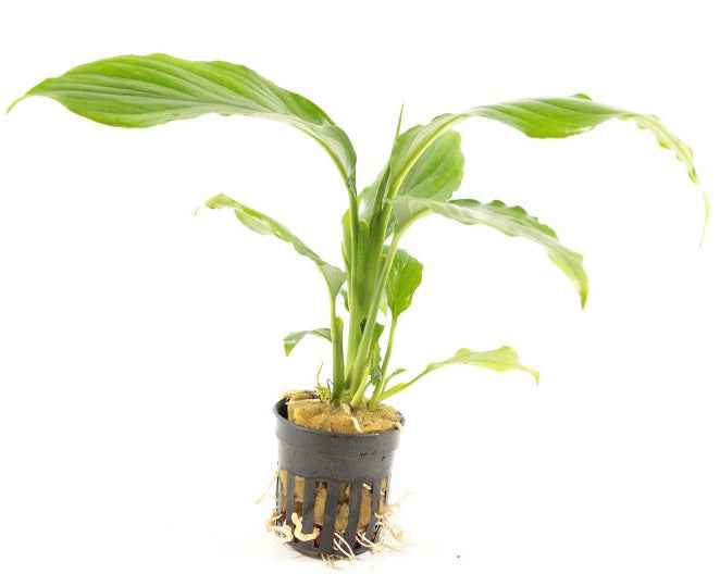 Spathiphyllum Wallisii