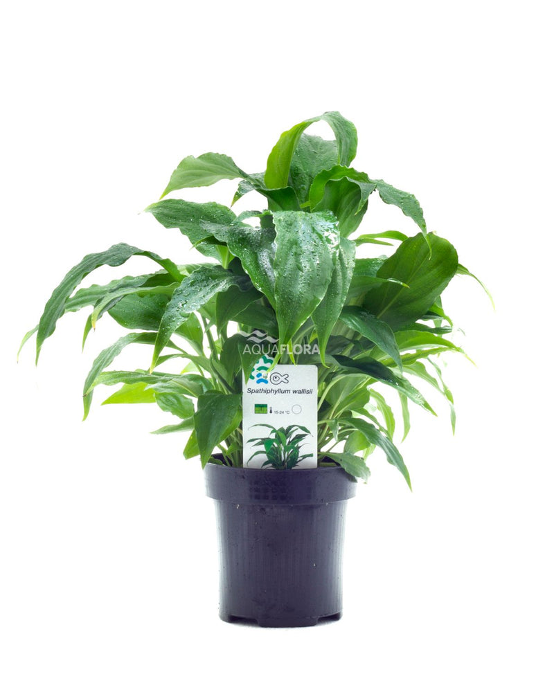 Spathiphyllum Wallisii XL Terrariumplanten