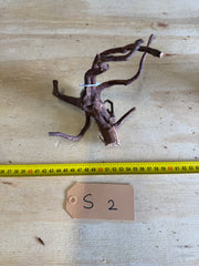 Spiderwood XSmall 2