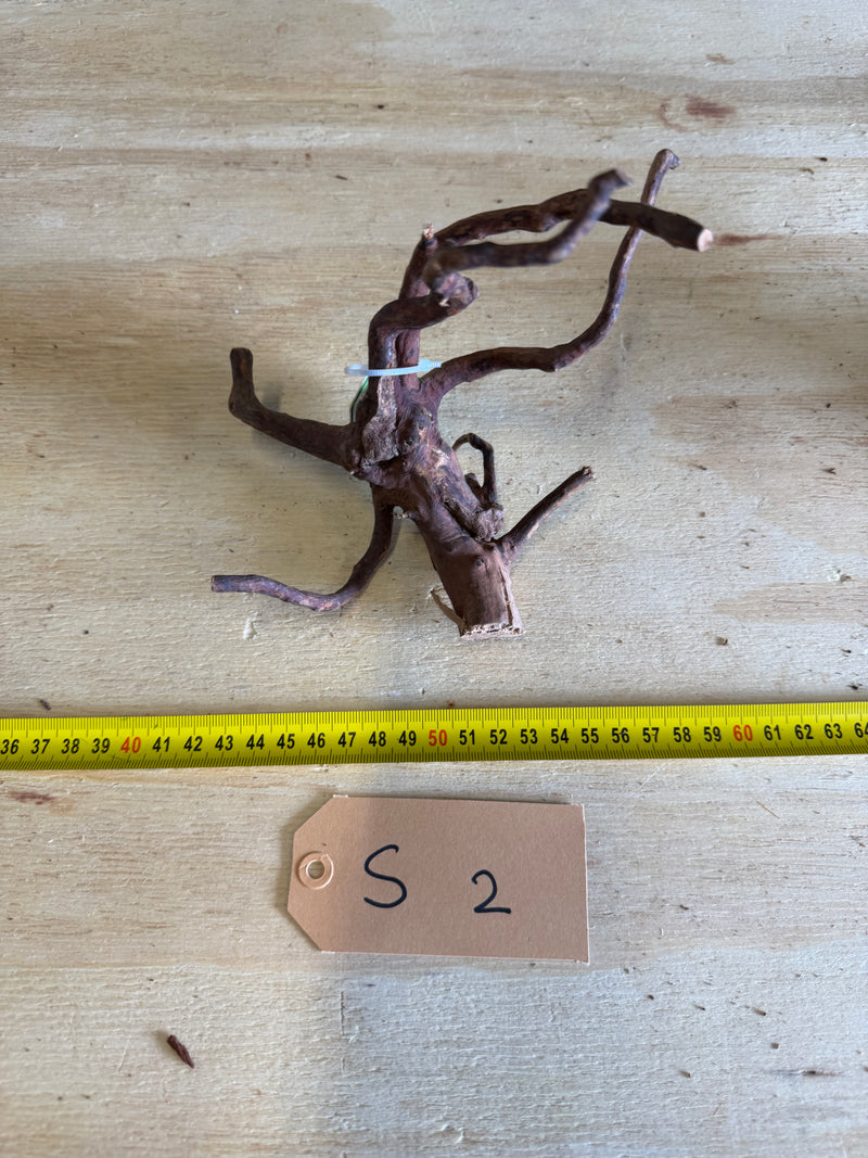 Spiderwood XSmall 2