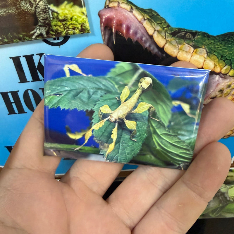 Spiny Leaf Insect magnet preview