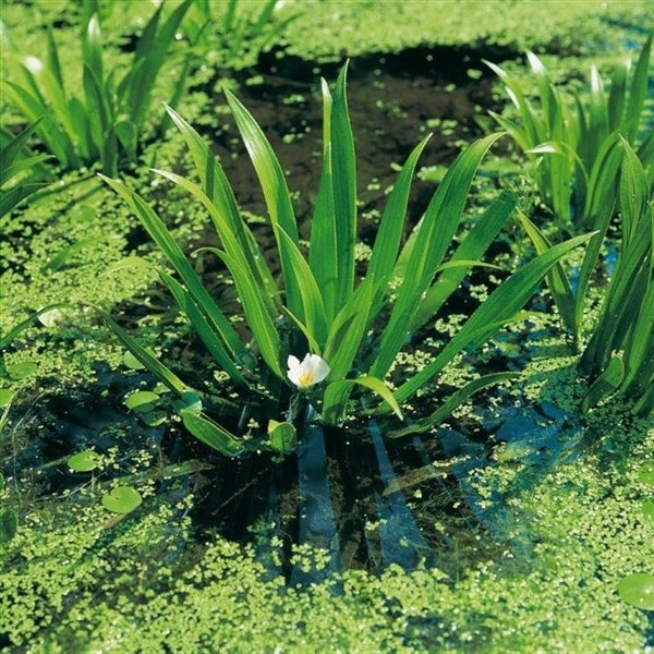 Stratiotes Aloides - Krabbenscheer
