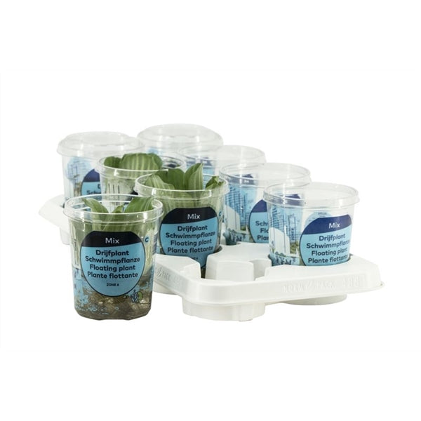 Stratiotes Aloides in cup