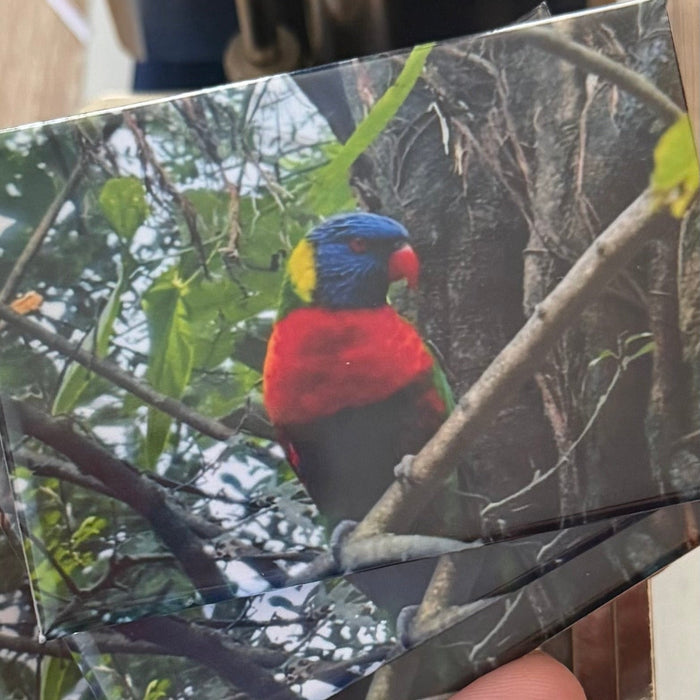 ‘Sunset Lorikeet’ magnet preview