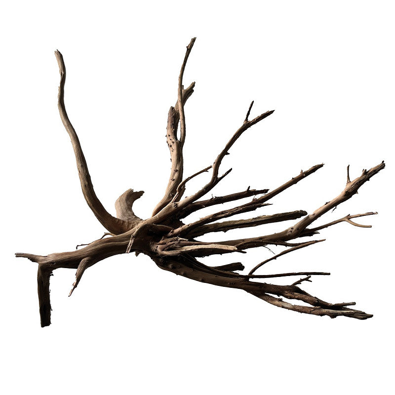 SuperFish Black Spiderwood