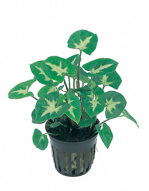 Syngonium Pixie - Terrascape - Terrariumplanten