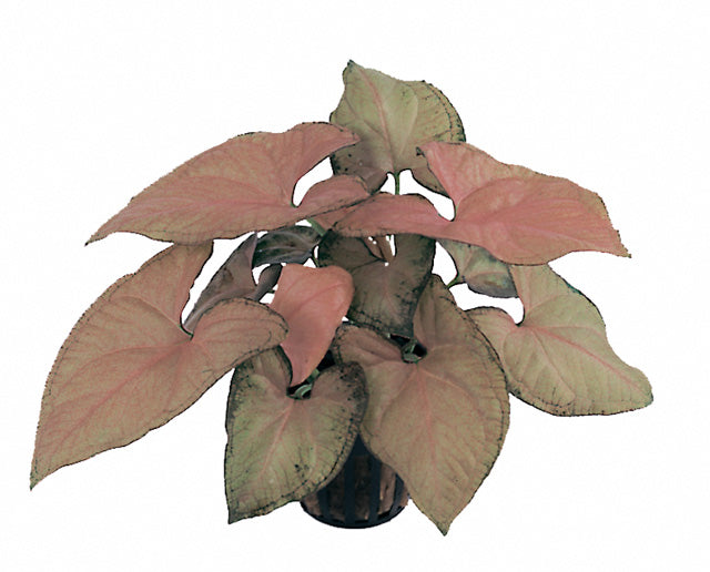 Syngonium 'Red Knight' Terrascape -Terrariumplanten