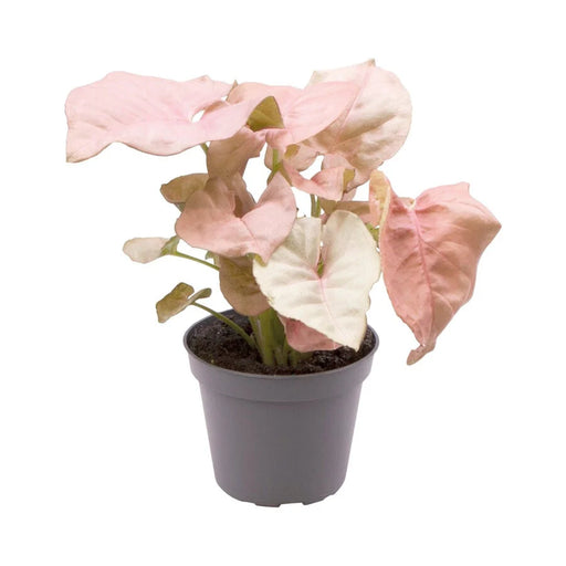 Synogonium Neon