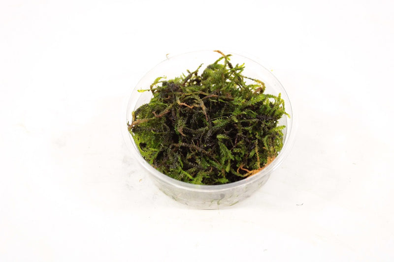 Mos Aquariumplanten Mix