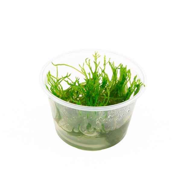 Taxiphyllum sp. Spiky Mos - In Vitro