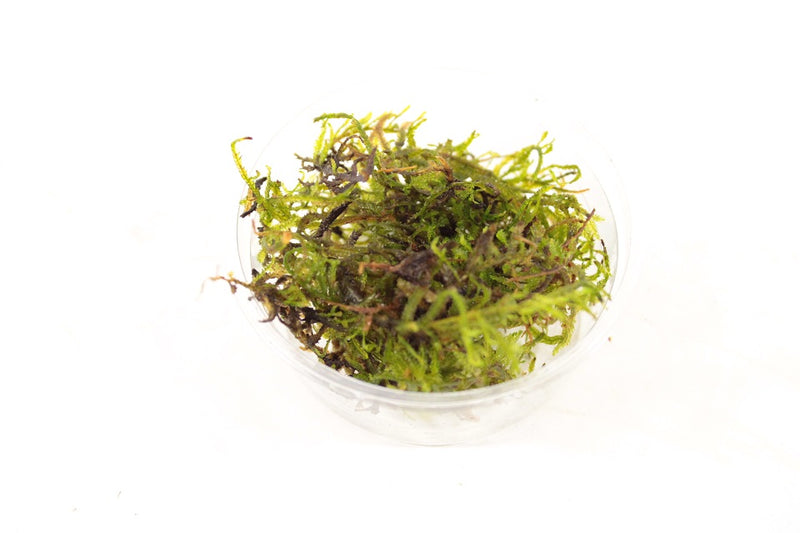Mos Aquariumplanten Mix