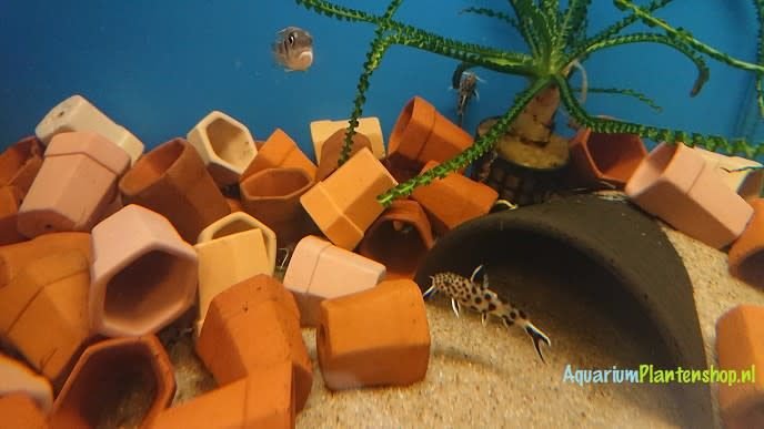 Terracotta Potje