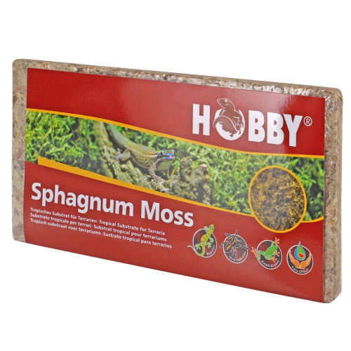 Terrano Spagnum Moss