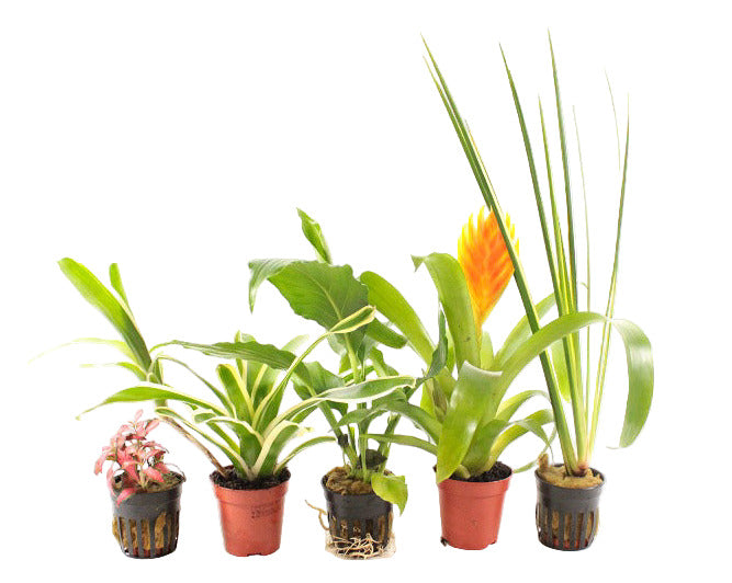 Terrariumplanten Mix - Terrascape -Plantenmix