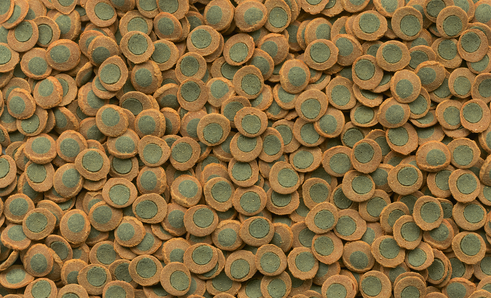 Tetra Pleco Spirulina Wafers - Vissenvoer