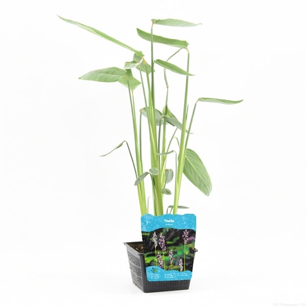Thalia dealbata 18x18