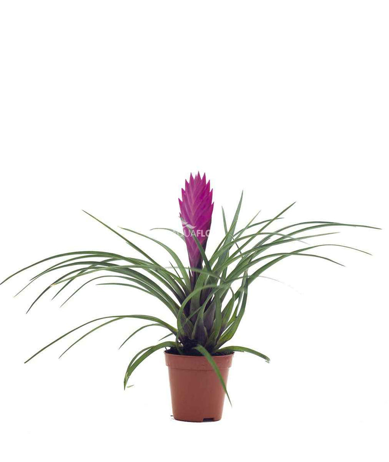 Tillandsia Mix