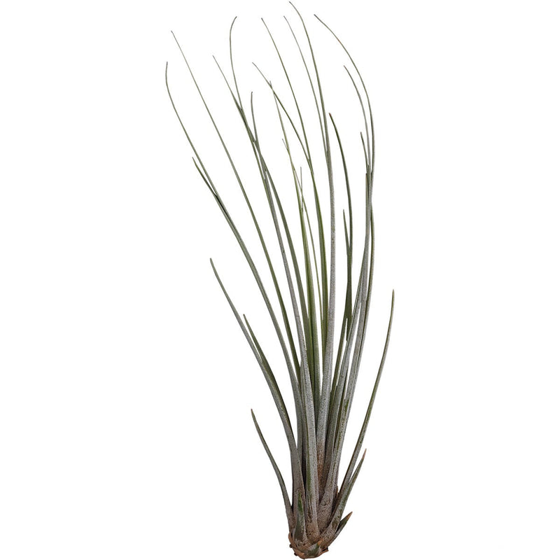 Tillandsia Juncea