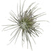 Tillandsia Magnusiana