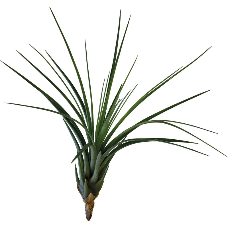 Tillandsia Melanocrater Tricolor