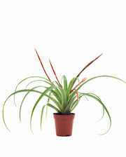 Tillandsia Mix