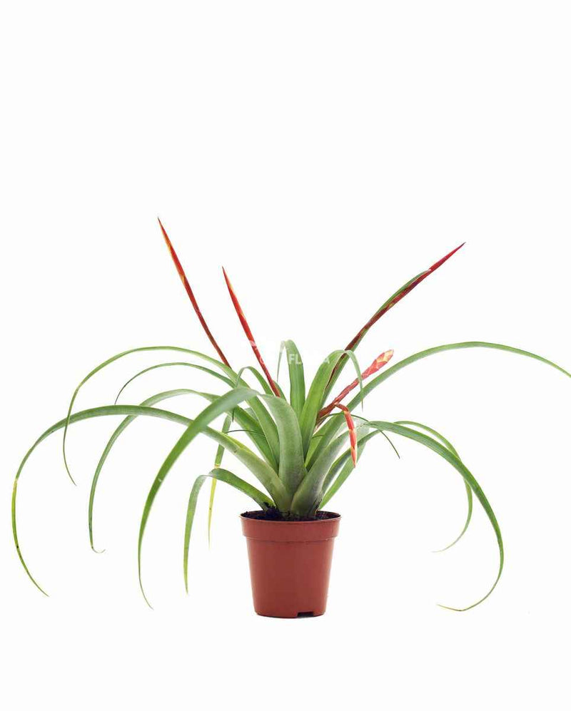 Tillandsia Mix