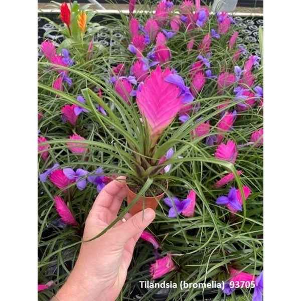 Tillandsia Mix - Bromeliad - Terrarium plants — Aquariumplantenshop