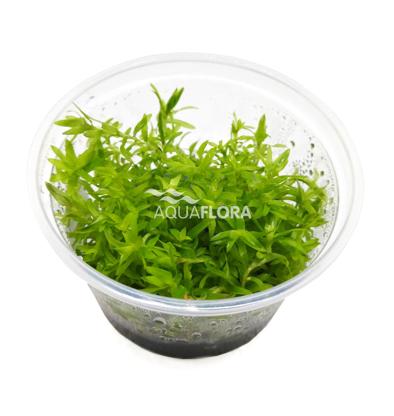 Ecoscape Tonina Fluviatilis - In Vitro